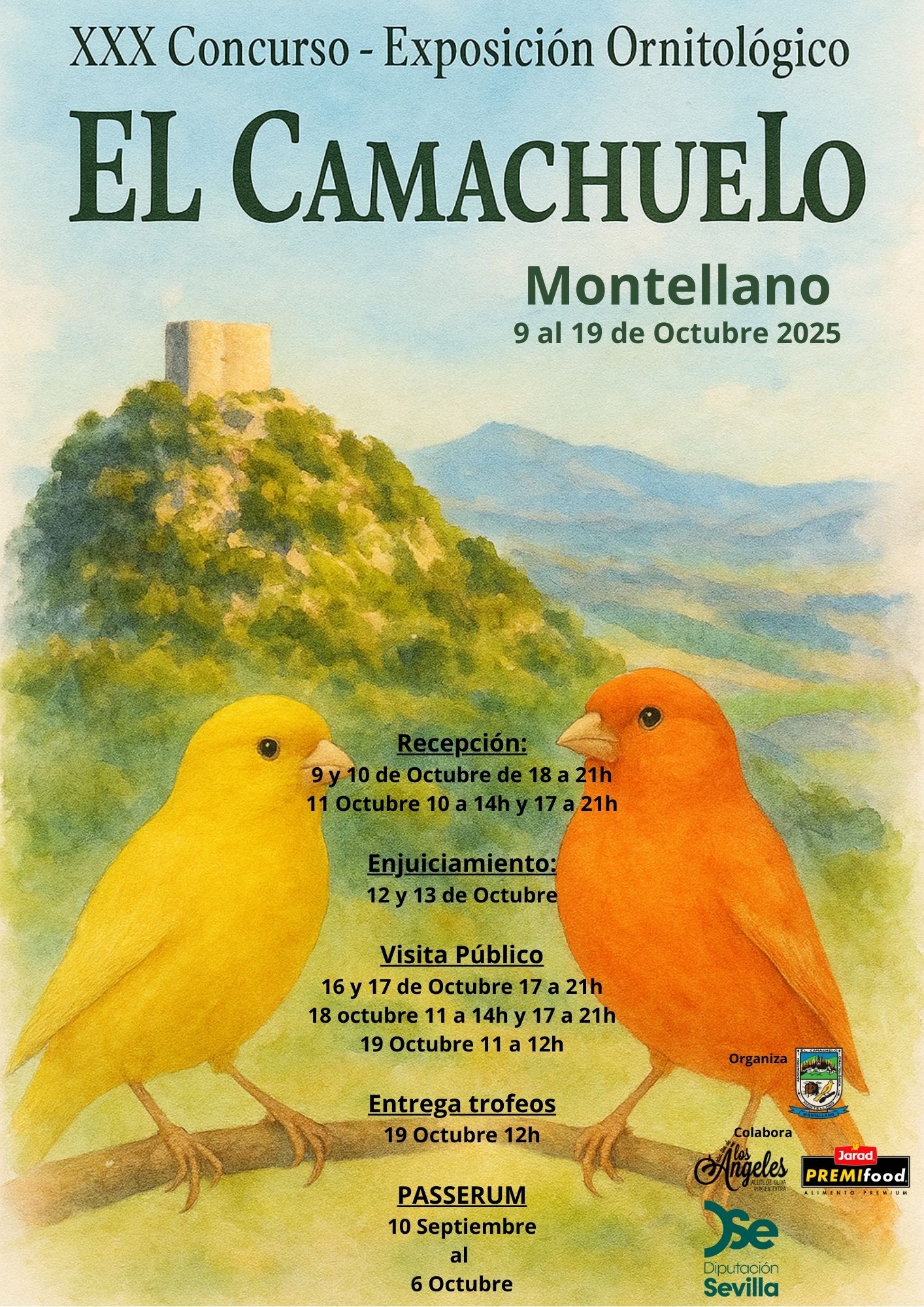 XXX Concurso A. O. El camachuelo Montellano